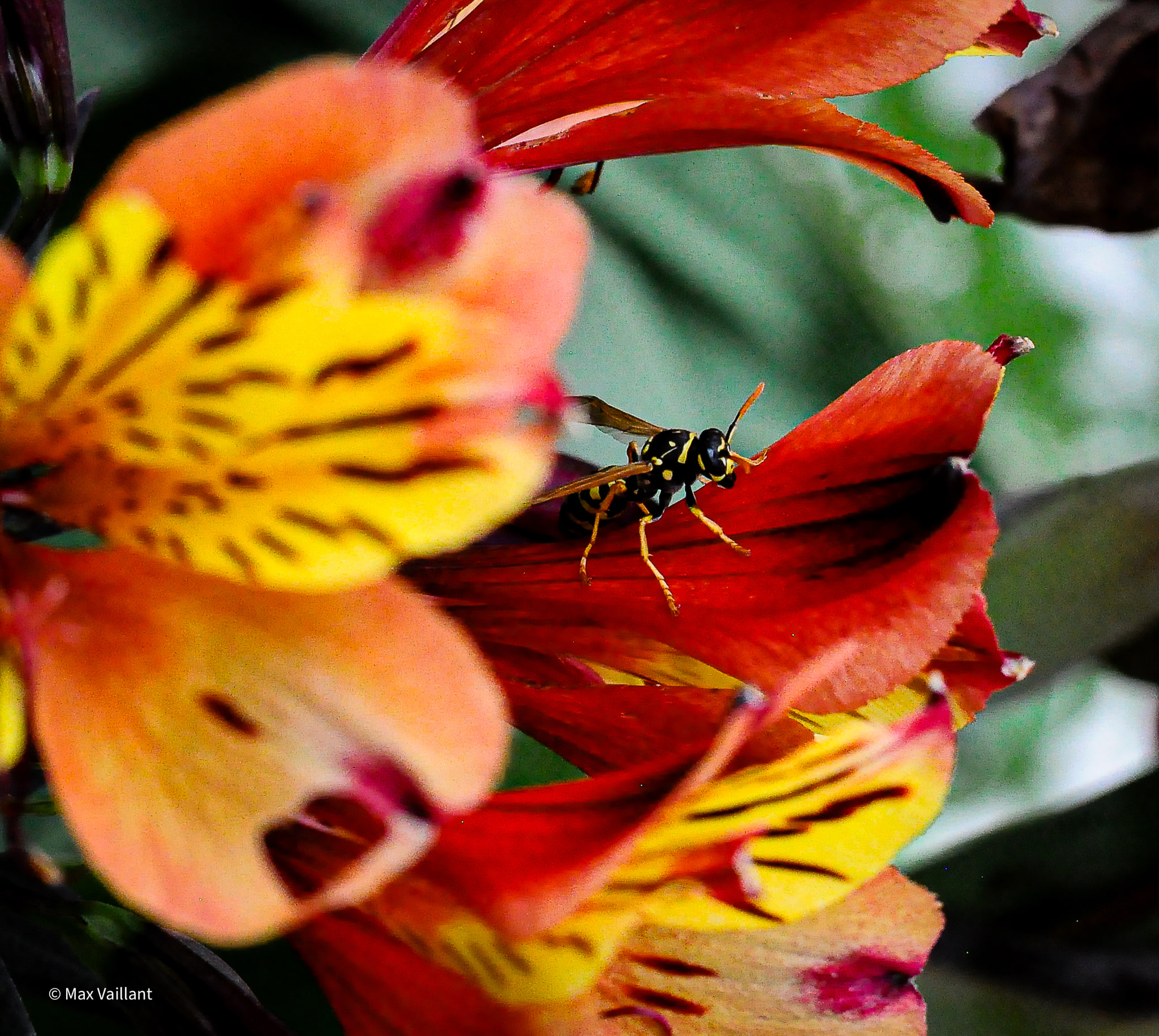 Jeux de couleur fleures vs abeille