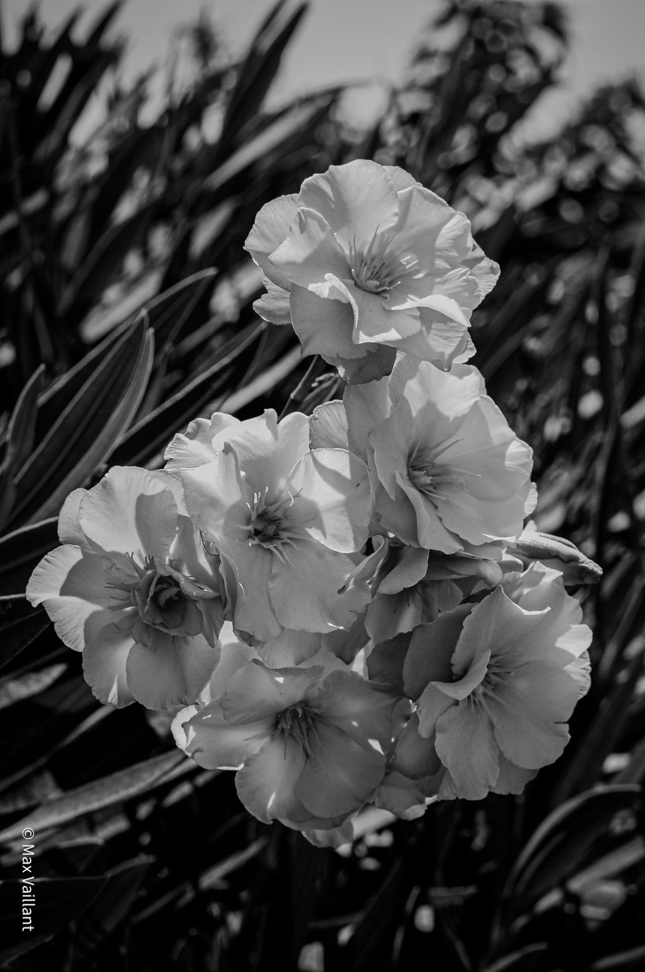Bouquet de fleurs de laurier-rose en plein soleil, devant un feuillage sombre et effilé.