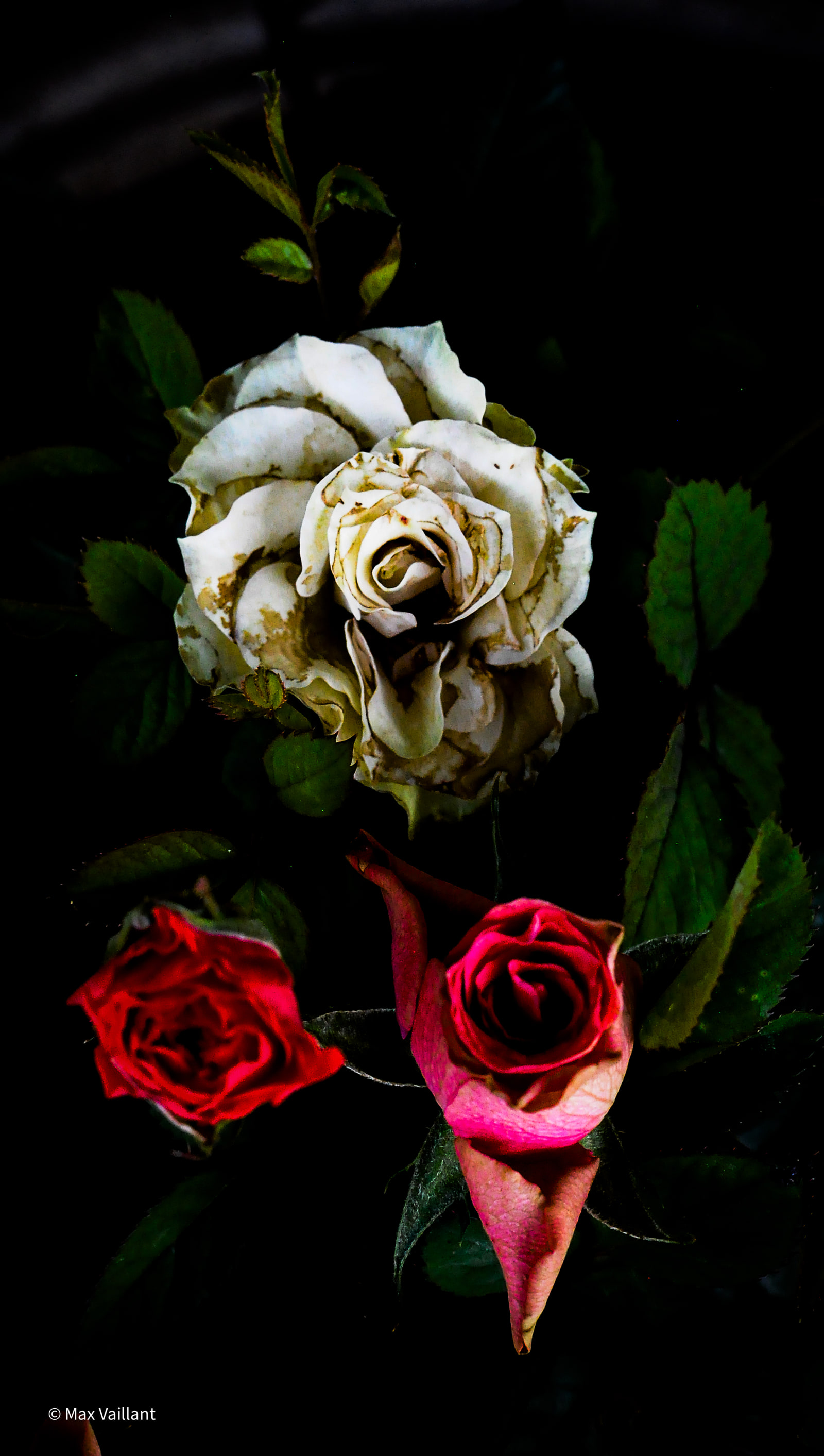 3 roses dans leurs derniers jours , une petite nature morte immortalisé pour continuer de les faire vivre