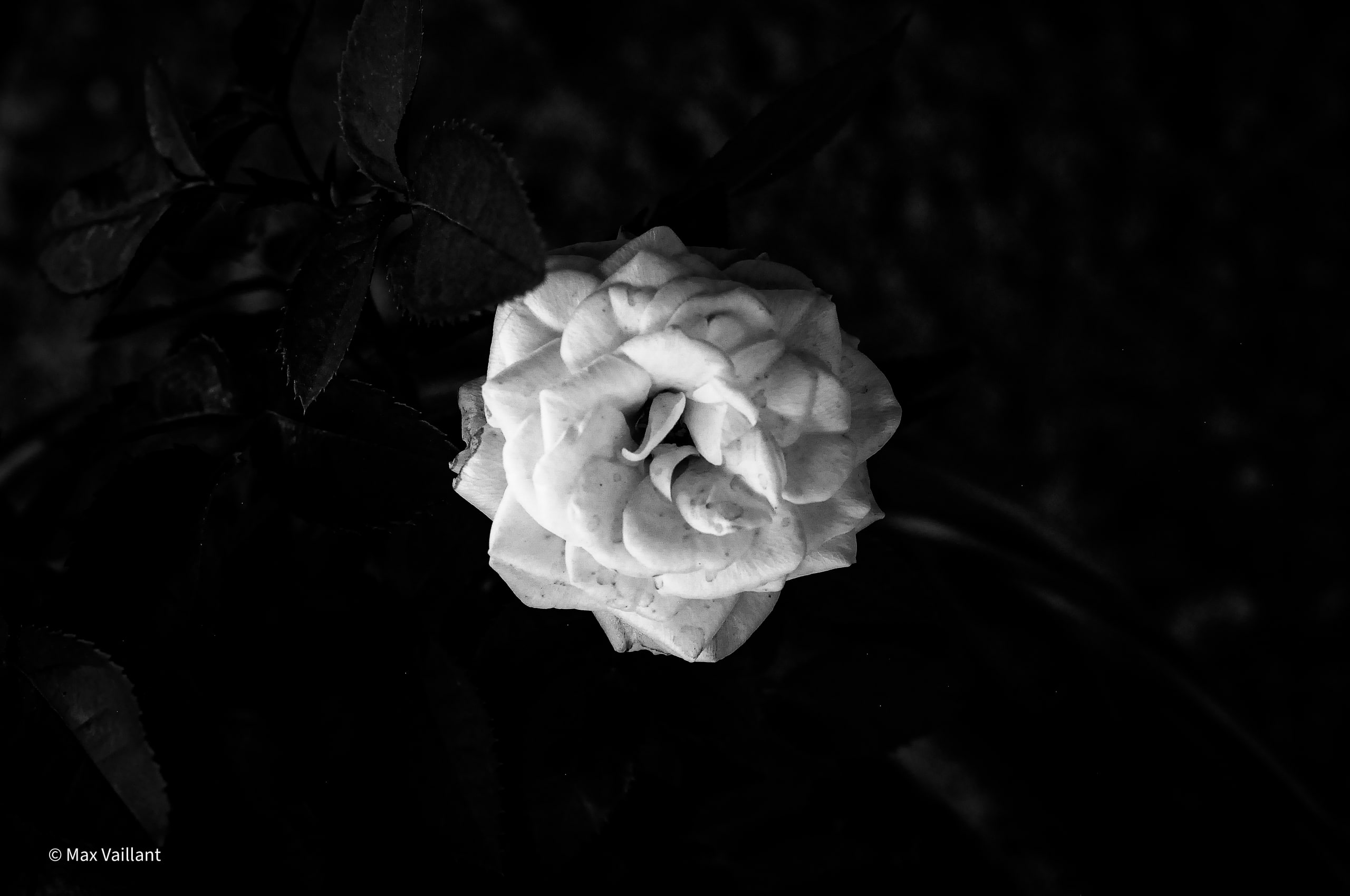 Rose blanche