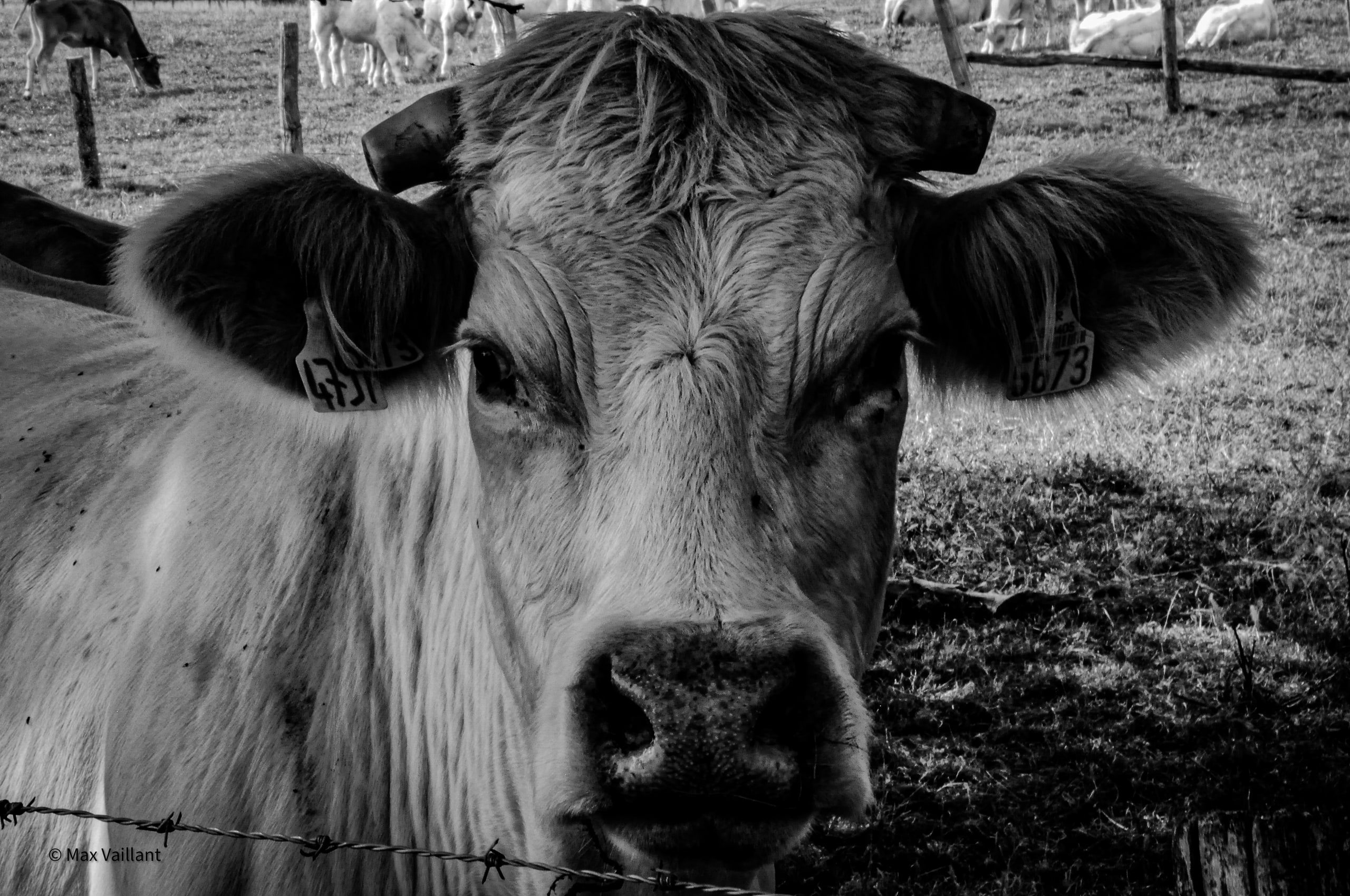 Jeux de regard avec une vache