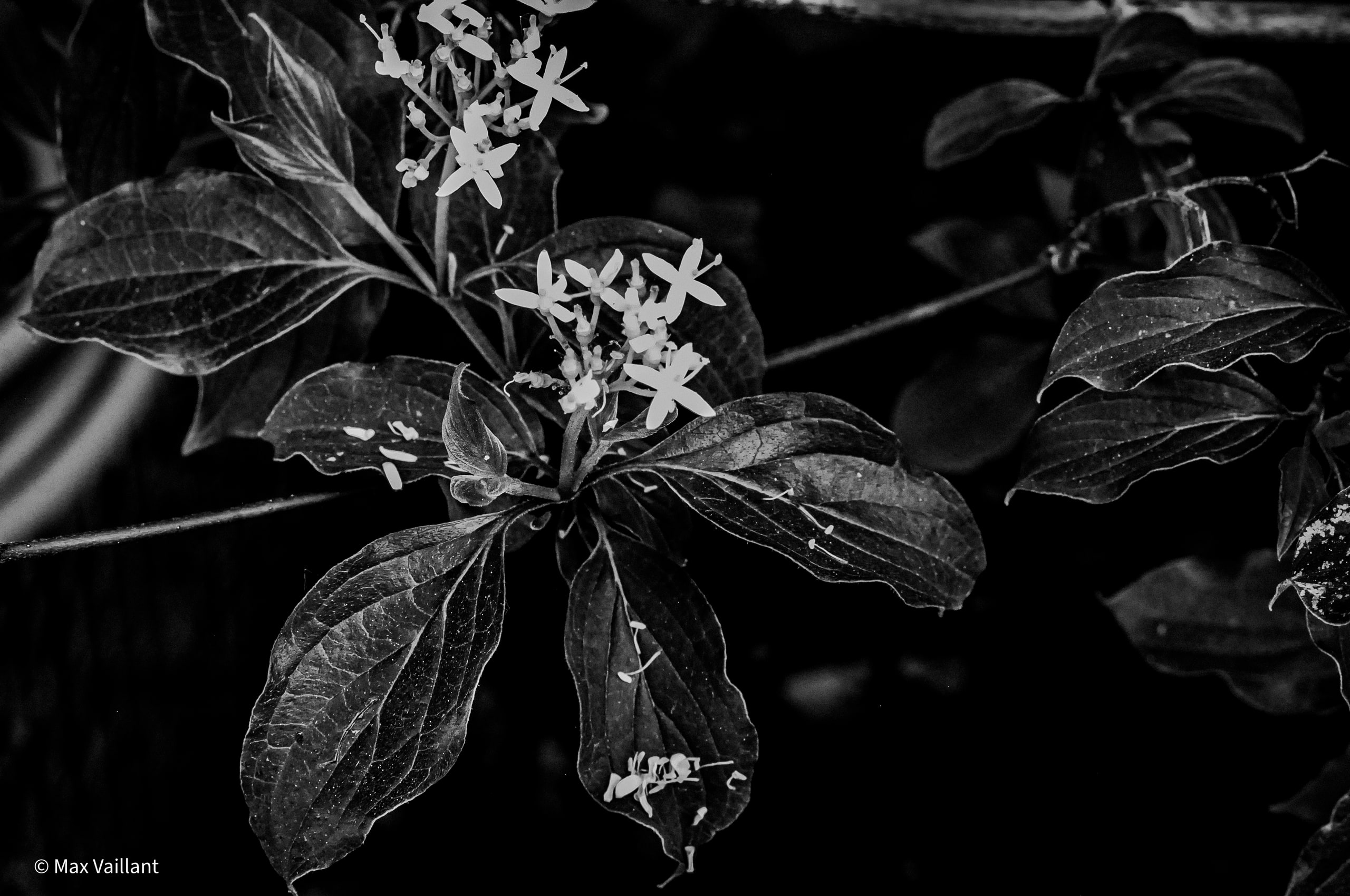 Petites fleurs au petit matin