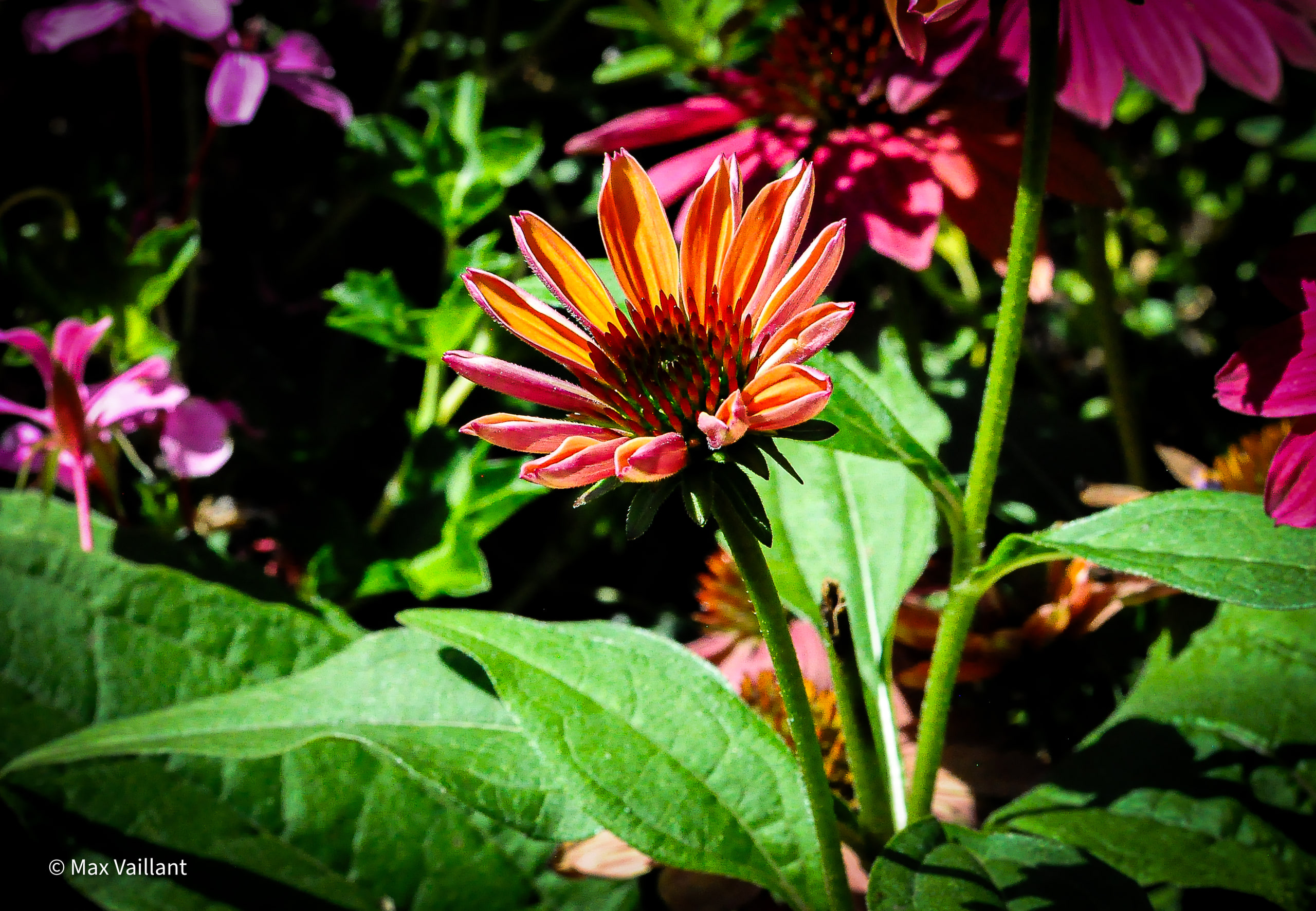 Jolie fleur de couleur