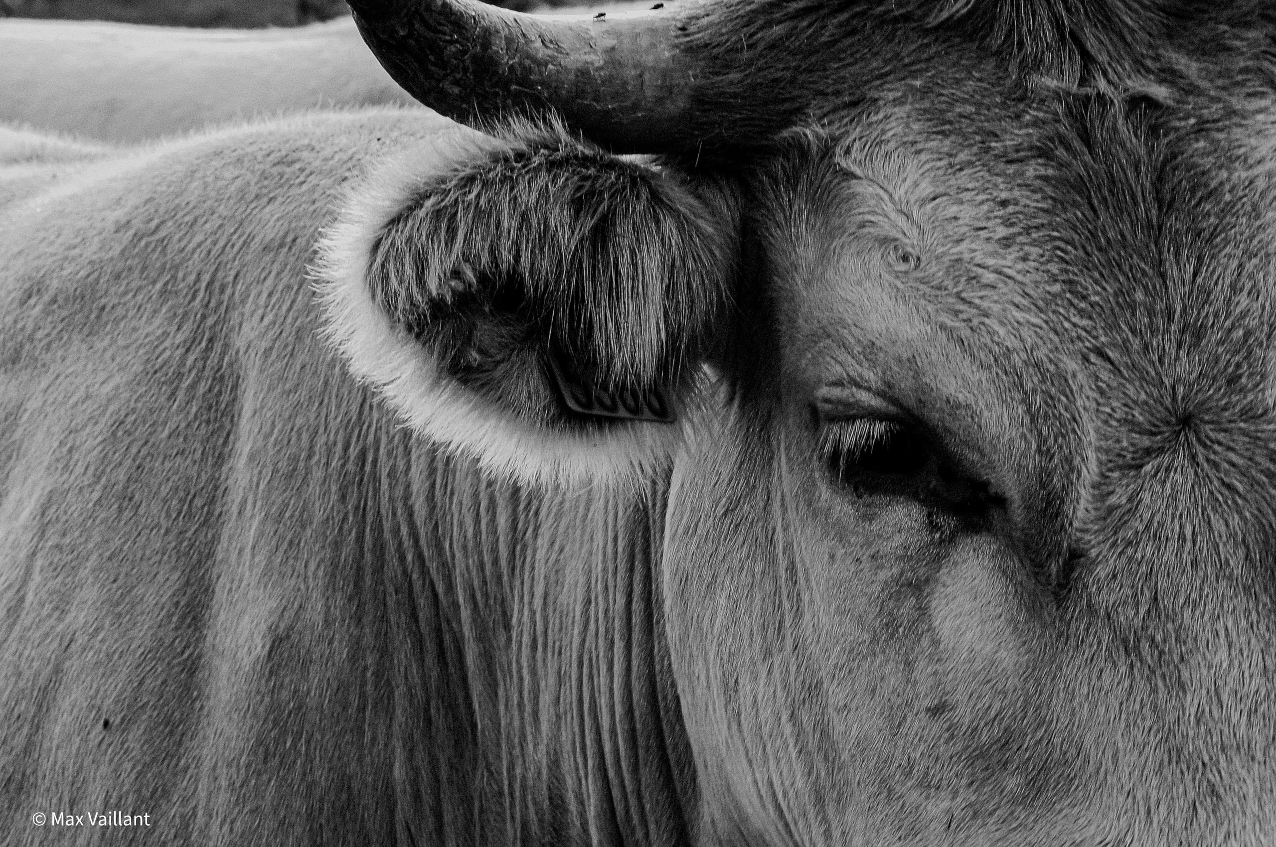 Quelle regard percutant cette vache nous renvoie