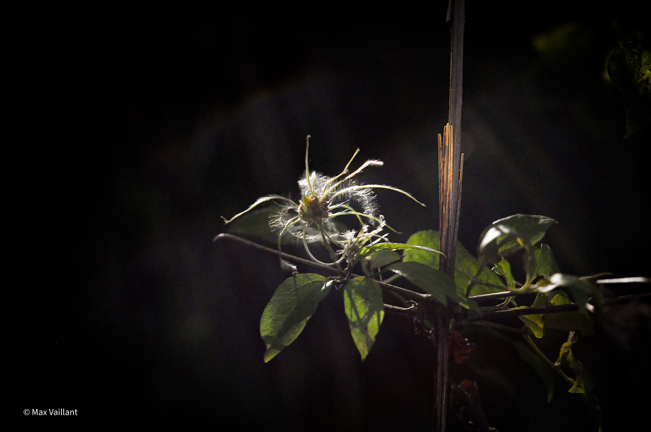 Fleur des bois