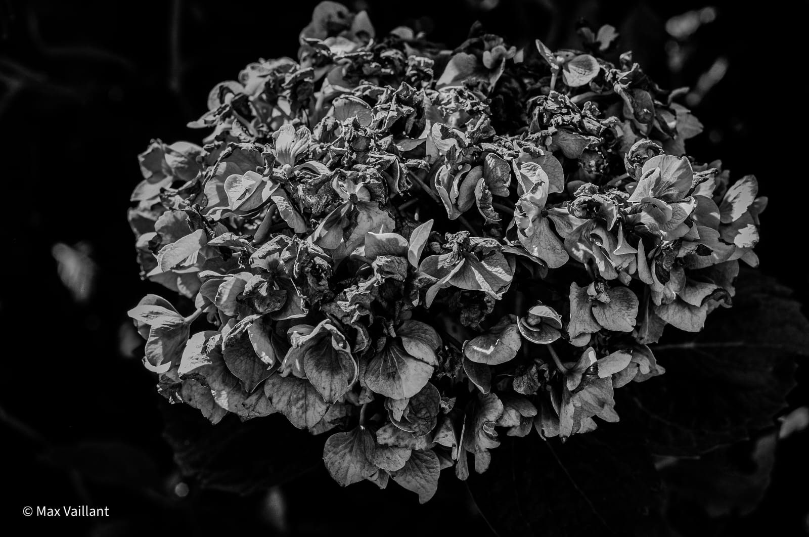 Tête d'hortensia desséchée, pétales recroquevillés, détachée sur un fond entièrement noir.
