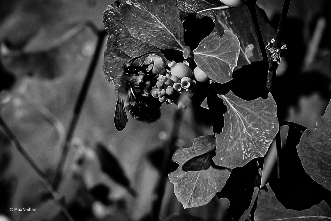 Bourdon posé sur une grappe de petites baies claires, entre des feuilles constellées de gouttes.