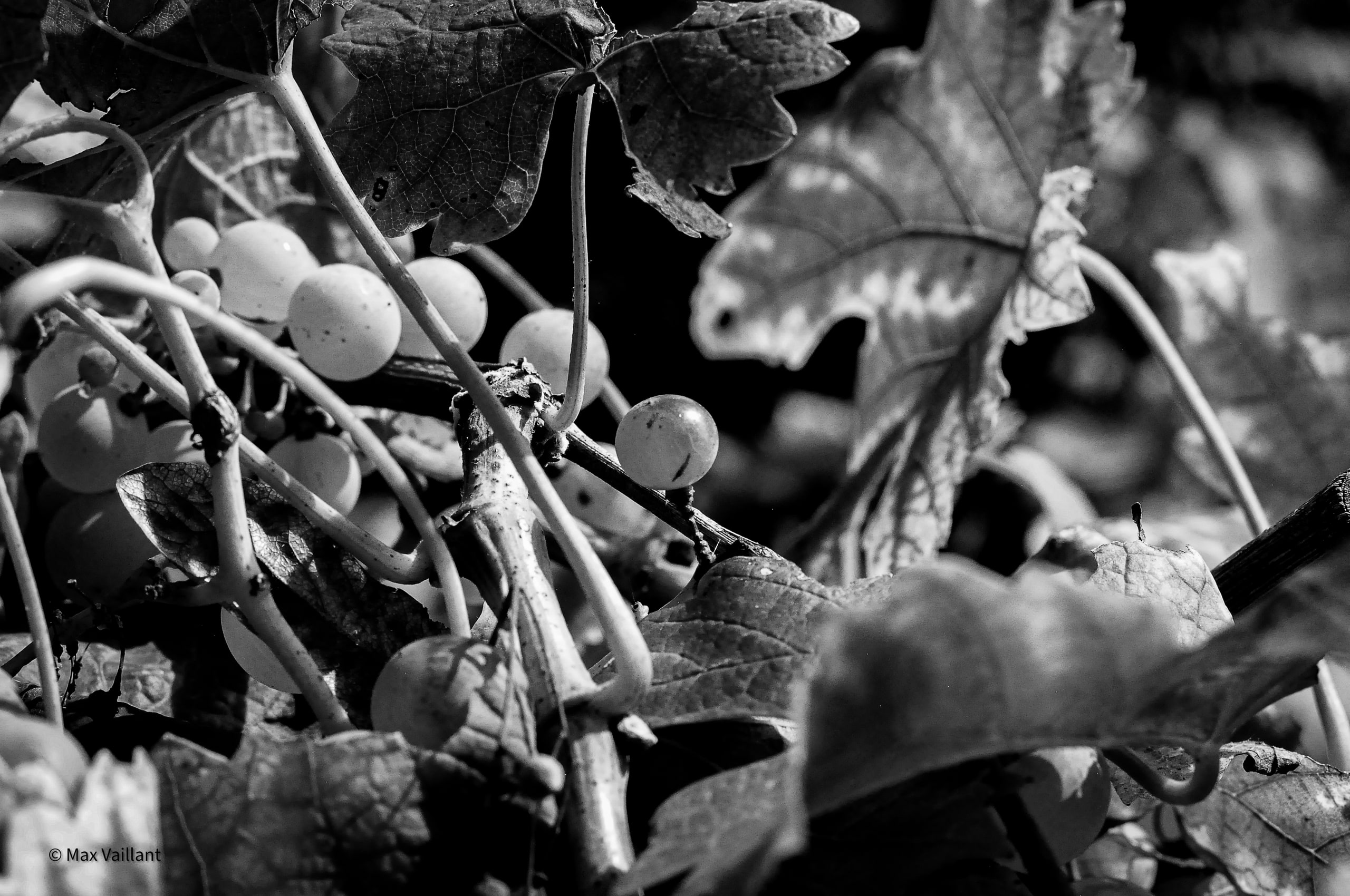 Petite grappes de raisin blanc