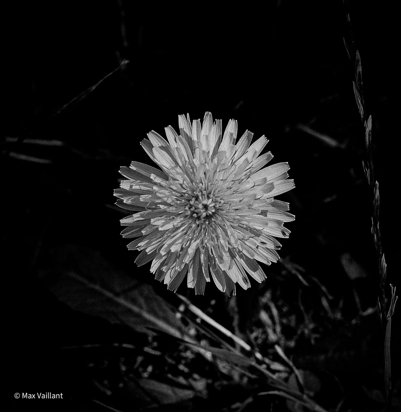 Fleur sauvage aux nombreux pétales étroits, seule éclairée au milieu d'un feuillage plongé dans le noir.