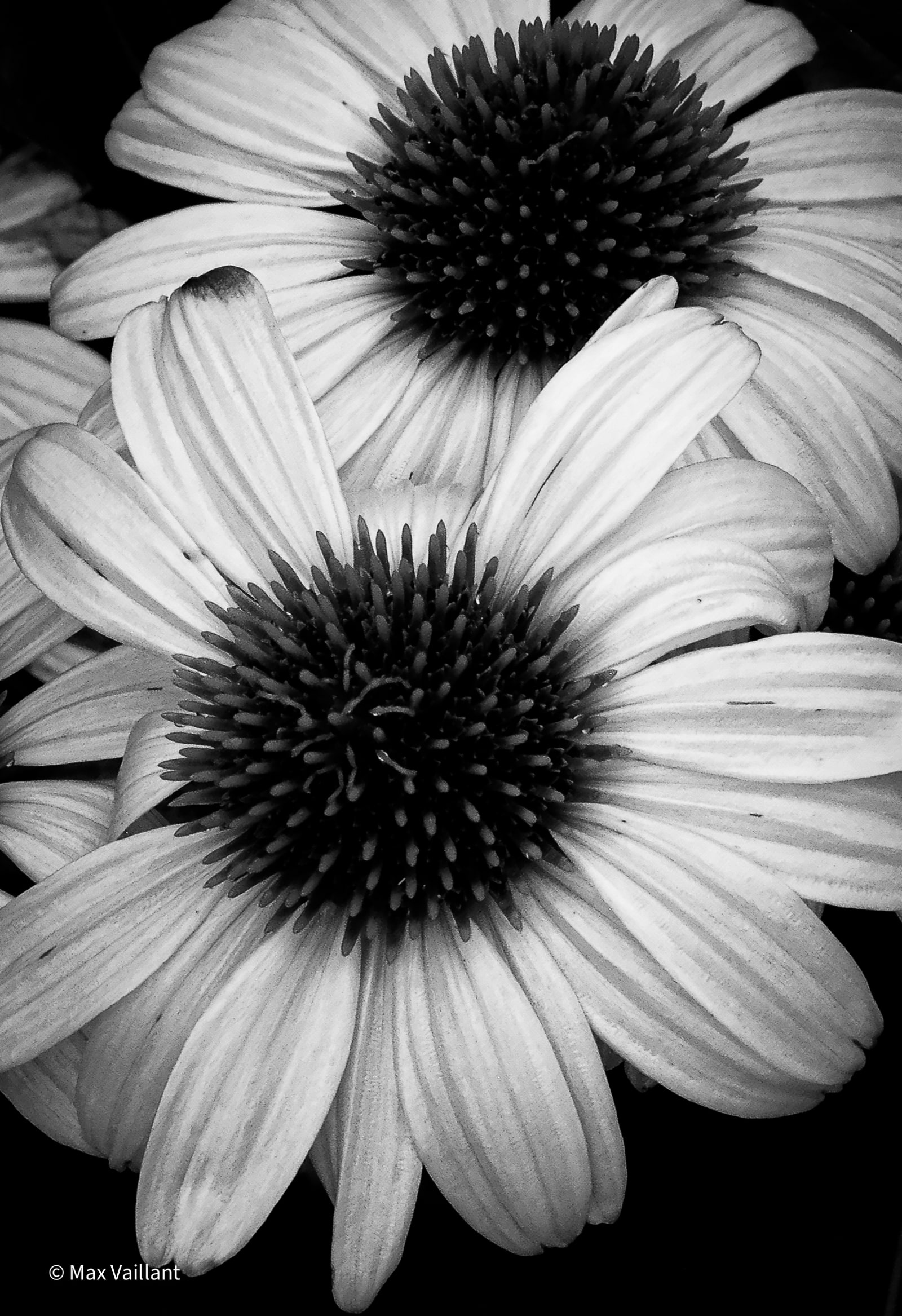 Double fleures en macro ,lumière naturelle