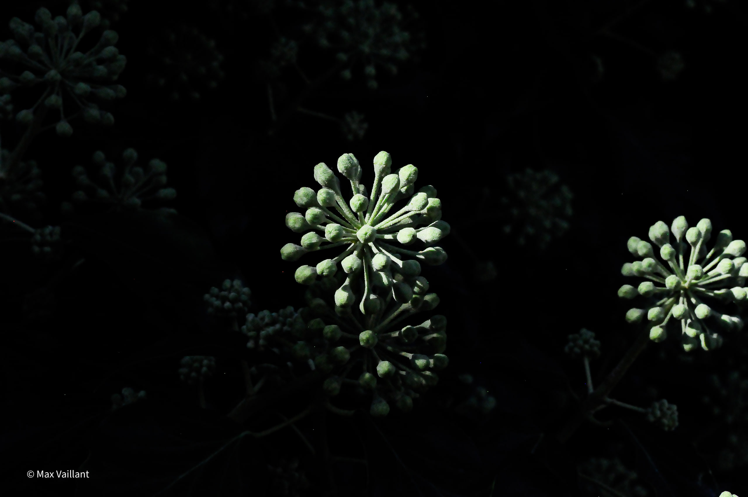 Nature étrange , cette fleur avec sa forme spécifique