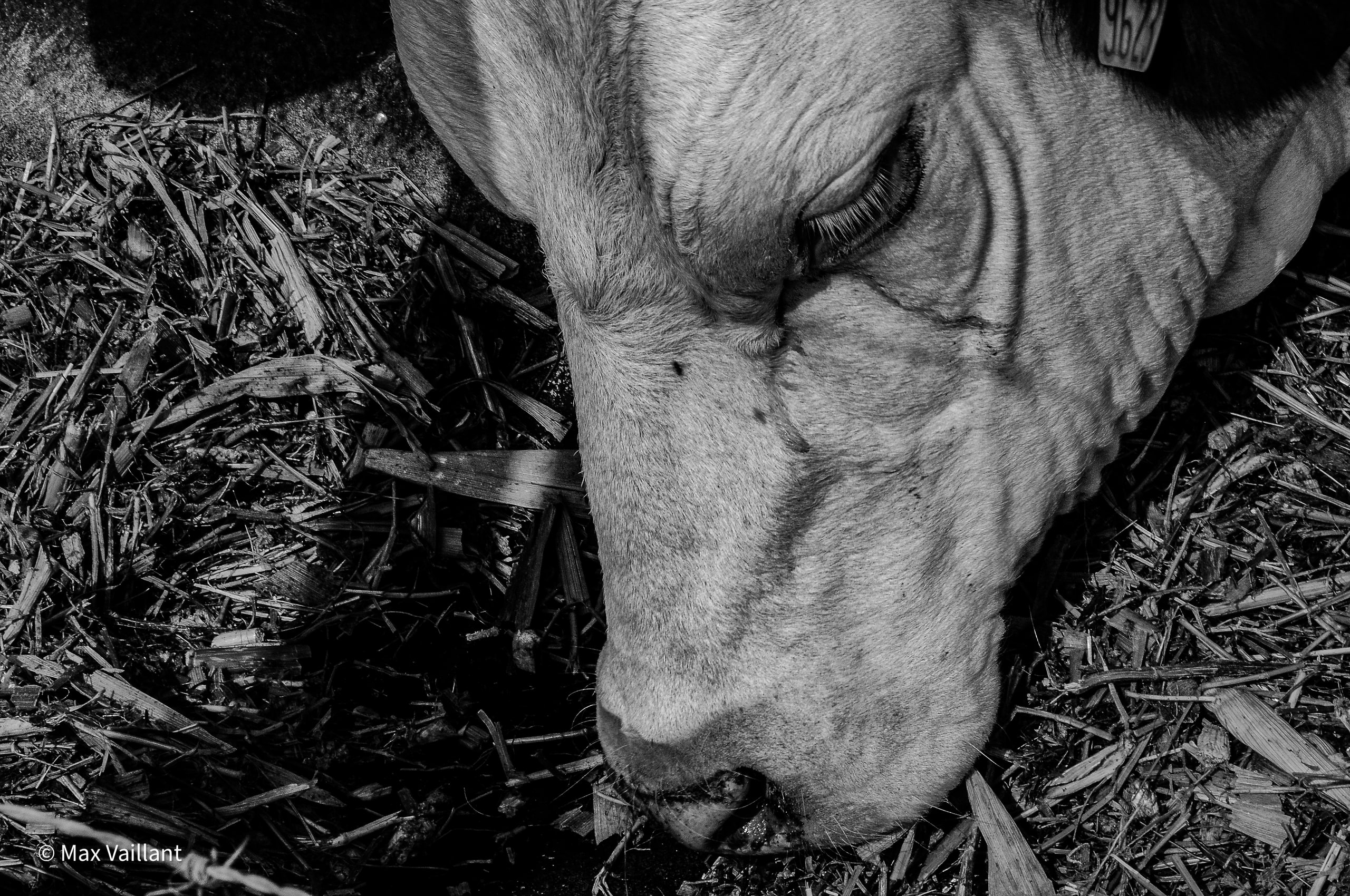 Au lever du soleil cette vache mange généreusement